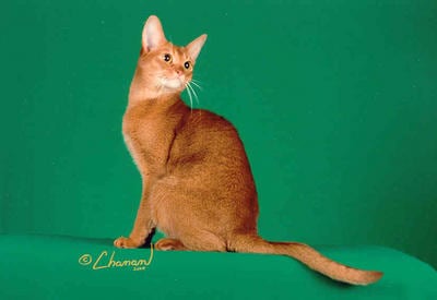 Diva's Soft Spot of Patspets